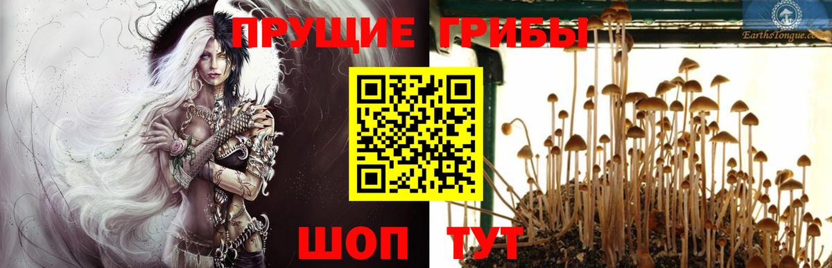 Псилоцибиновые грибы GOLDEN TEACHER Обнинск